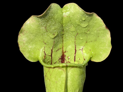 Sarracenia purpurea x Oreophila Sand Mountain