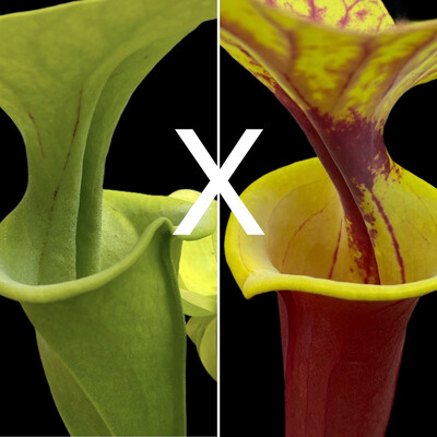Sarracenia oreophila “Sand Mountain” x  flava var. rubricorpora