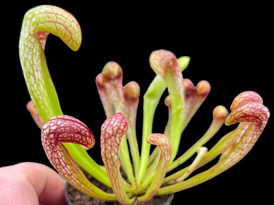 Sarracenia minor f. viridescens x psittacina 