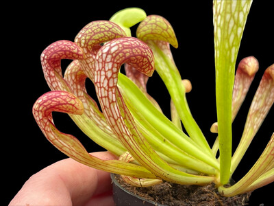 Sarracenia minor f. viridescens x psittacina 