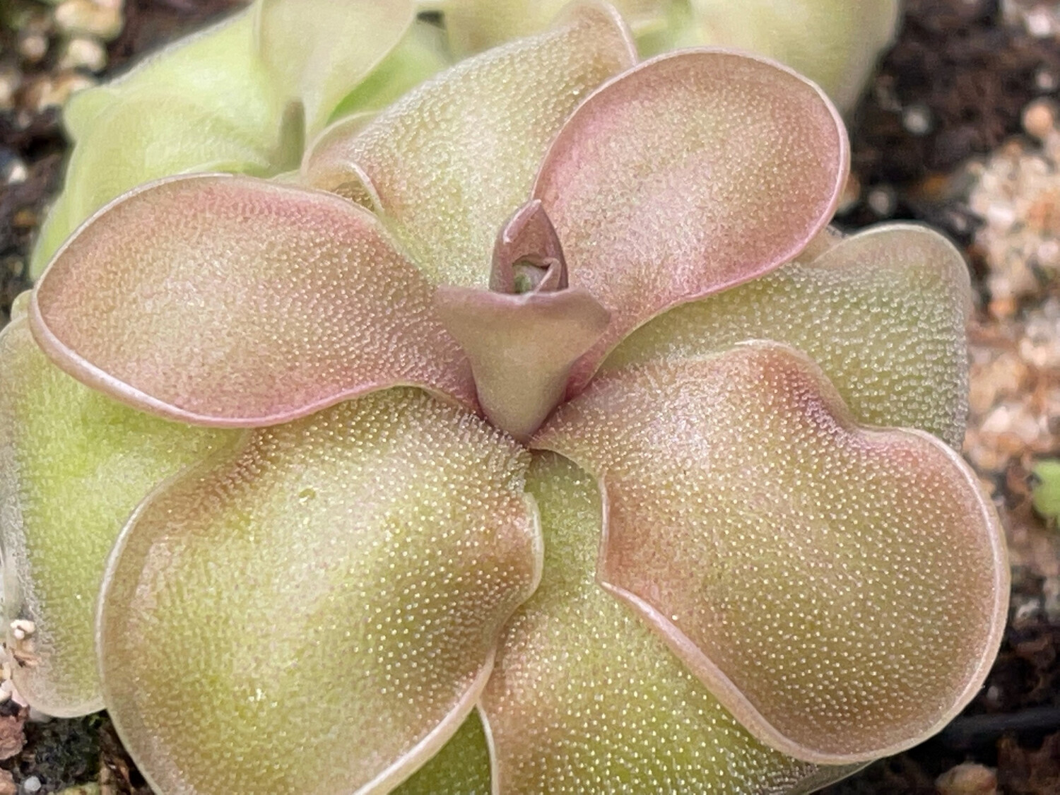 Pinguicula jaumavensis x emarginata “ Red Rosette”  (Medium)