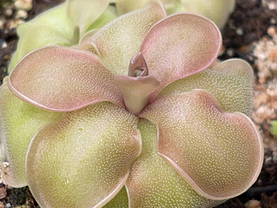 Pinguicula jaumavensis x emarginata “ Red Rosette”  (Medium)