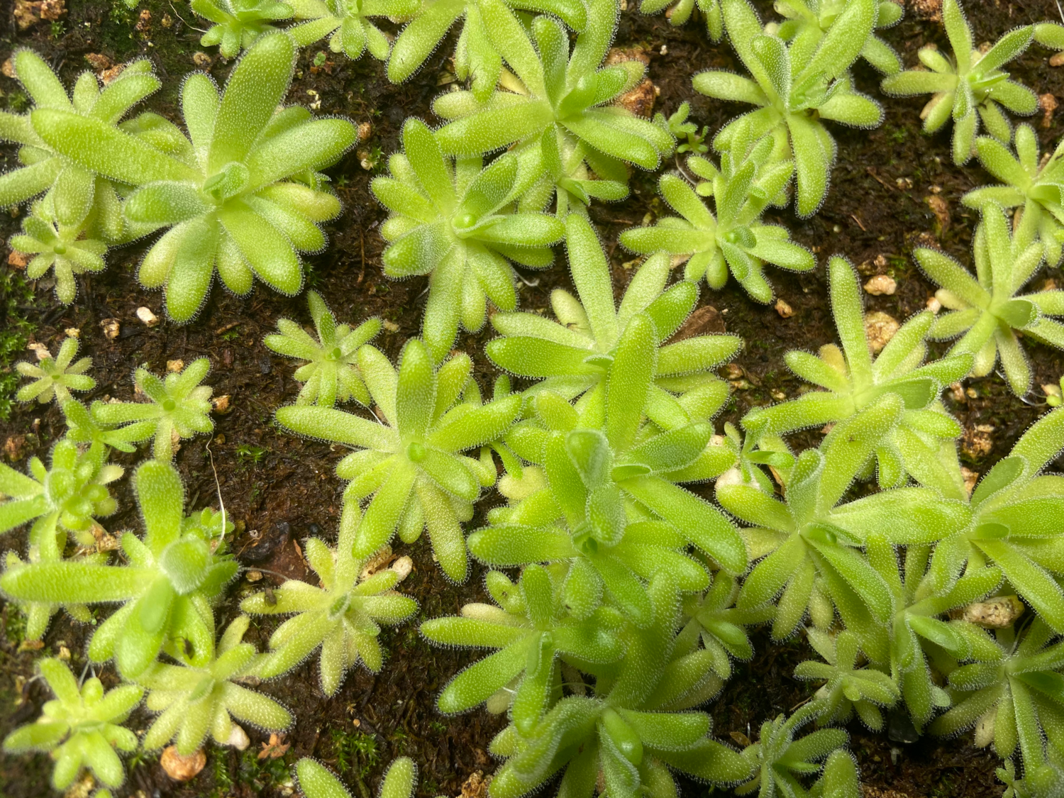Pinguicula agnata x gypsicola (medium)