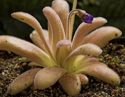 Pinguicula agnata x gypsicola (medium)