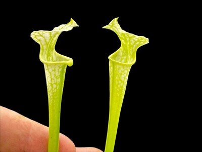 Sarracenia x Moorei All Green (flava All Green Shallote x leucophylla L46 MK) x Self 