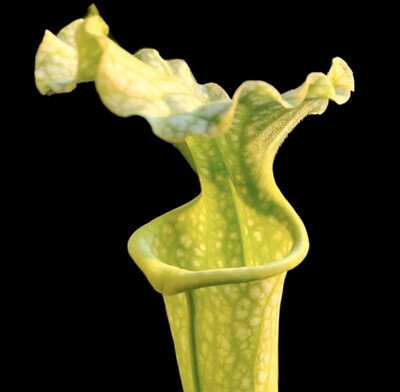 Sarracenia x Moorei All Green (flava All Green Shallote x leucophylla L46 MK) x Self 