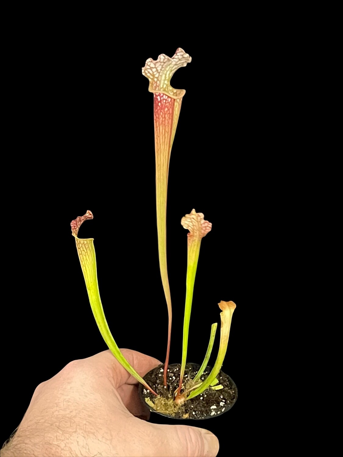 Sarracenia leucophylla  (A. Slacks ) X Self 