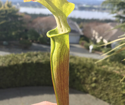 Sarracenia alata Pubescent form Baldwin Co. Alabama
