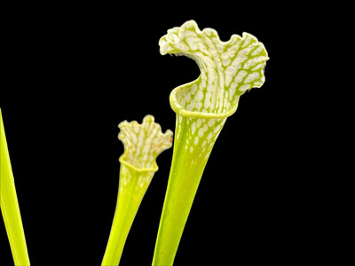 Sarracenia leucophylla f. viridescens
 (anthocyanin Free)