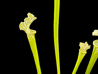 Sarracenia leucophylla f. viridescens
 (anthocyanin Free)