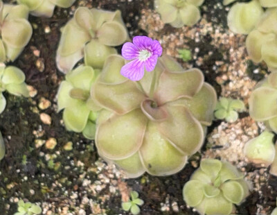 Pinguicula jaumavensis x emarginata “ Red Rosette”  (Medium)