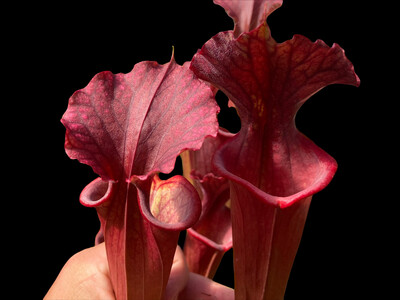 Sarracenia “Red Sumatra” x Sarracenia Marston Exotics '1987' H24-MK