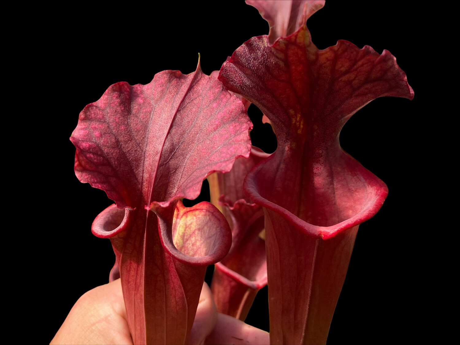 Sarracenia “Red Sumatra” x Sarracenia Marston Exotics '1987' H24-MK