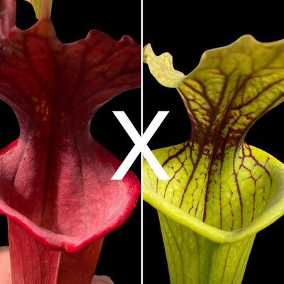Sarracenia “Red Sumatra” x Sarracenia Marston Exotics &#39;1987&#39; H24-MK