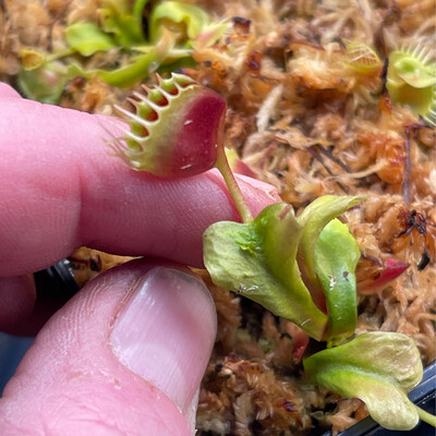 Dionaea muscipula “Trichterfalle” Venus Flytrap (small)