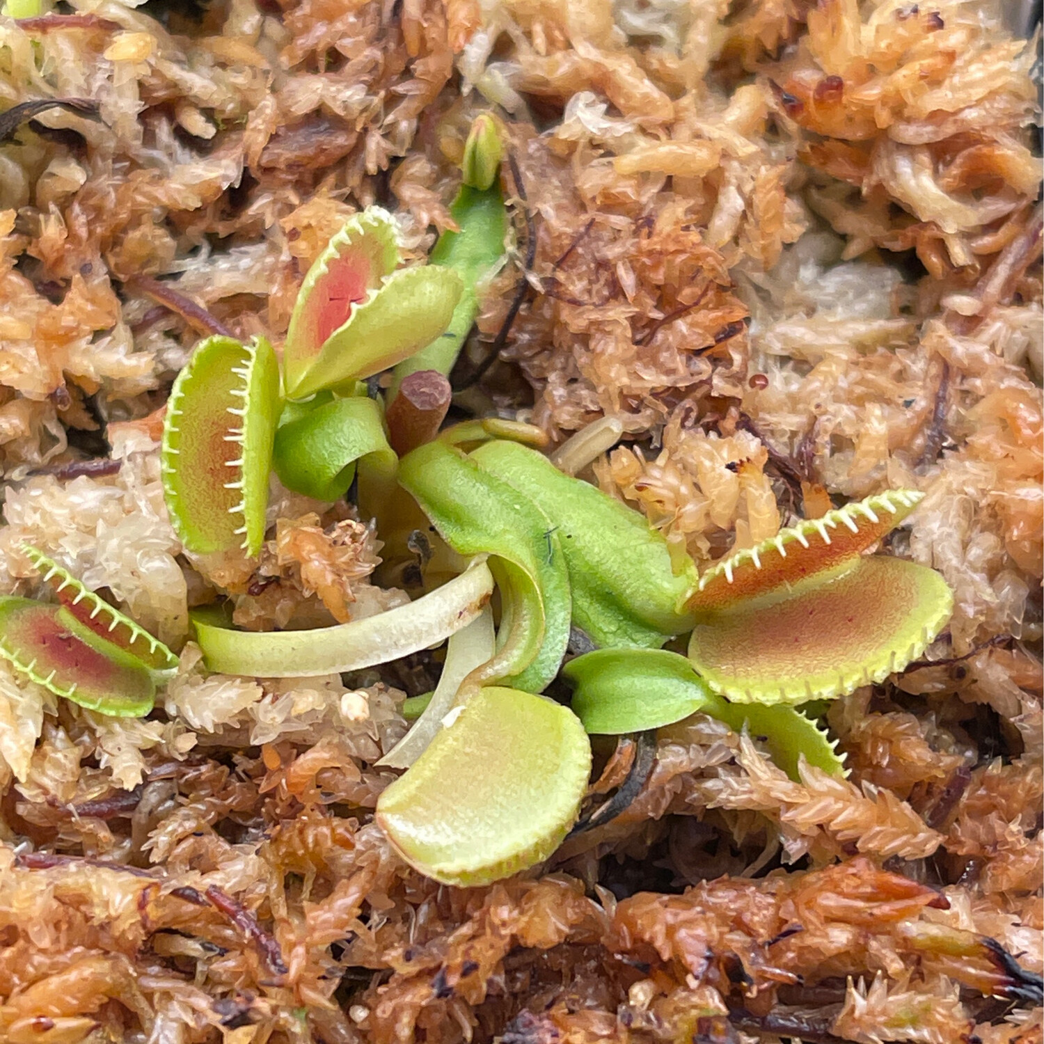 Dionaea muscipula  “Green Wizard” Venus Flytrap (small)