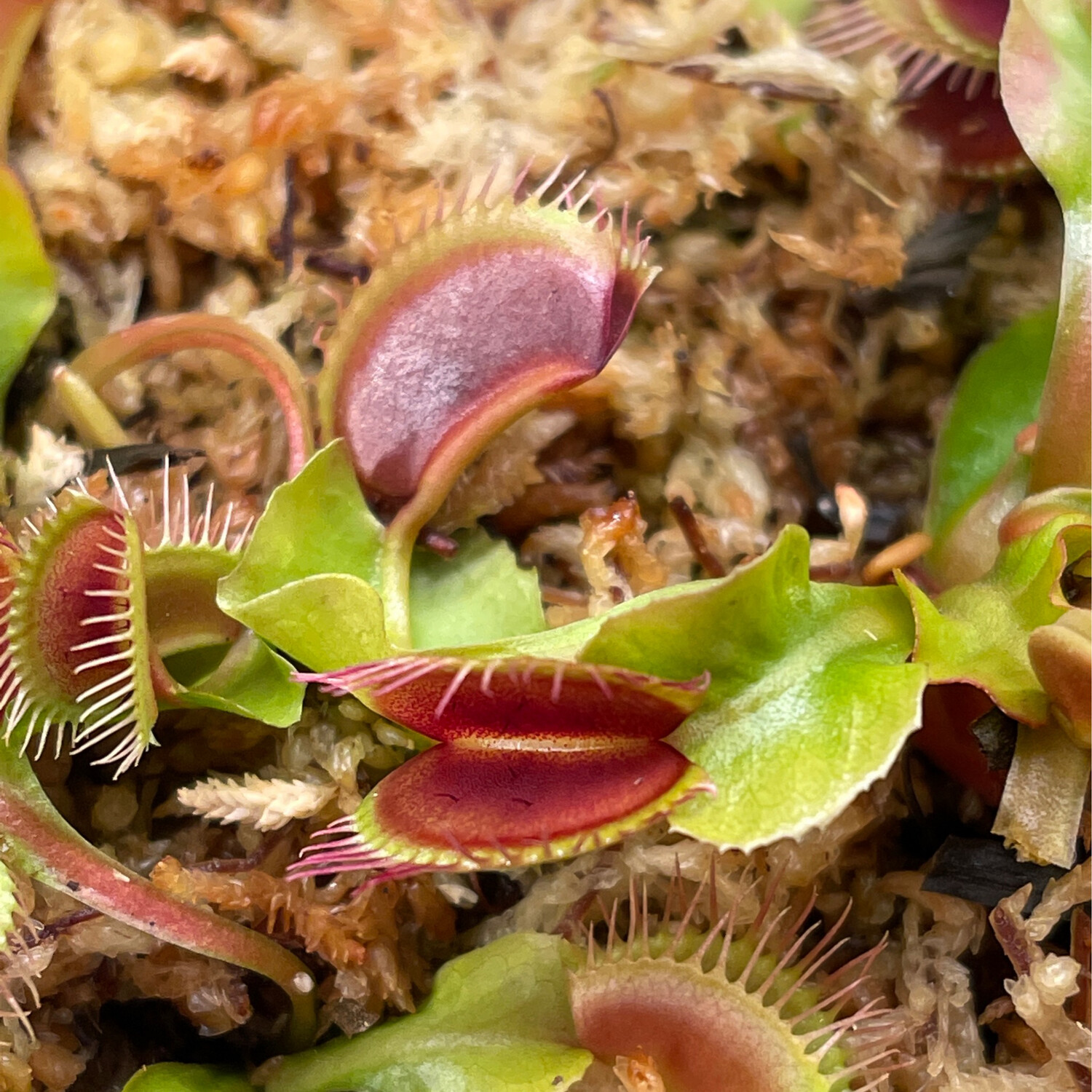 Dionaea muscipula “Phalanx x Bimbo” Venus Flytrap (small)
