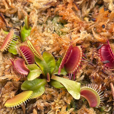 Dionaea muscipula “Classic Art”  Venus Flytrap (small)