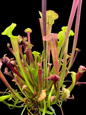 Sarracenia (Wrigleyana “Giant ” x minor) X flava rubricopora