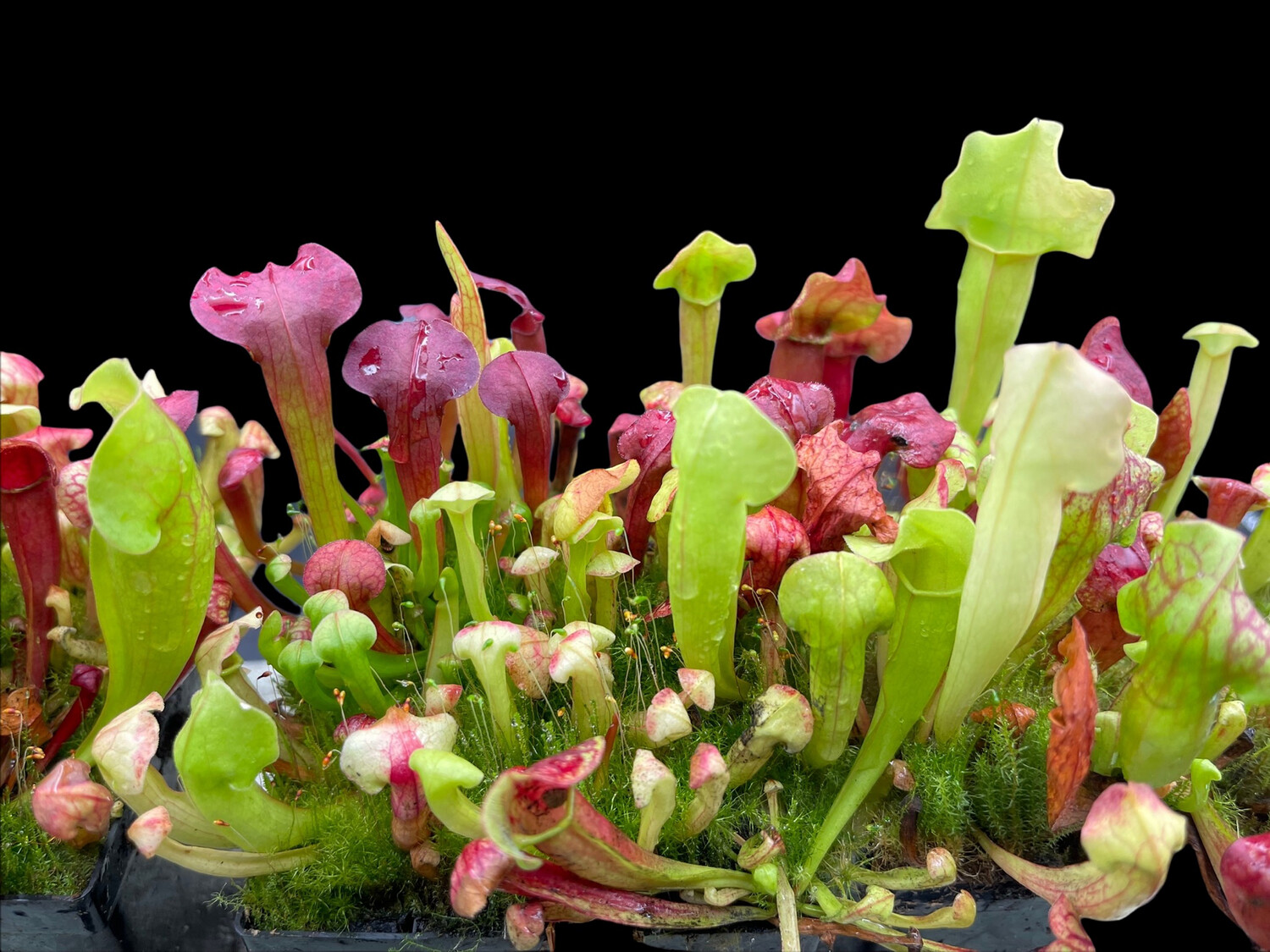 Sarracenia (purpurea venosa montana x flava Red tube) X oreophila 