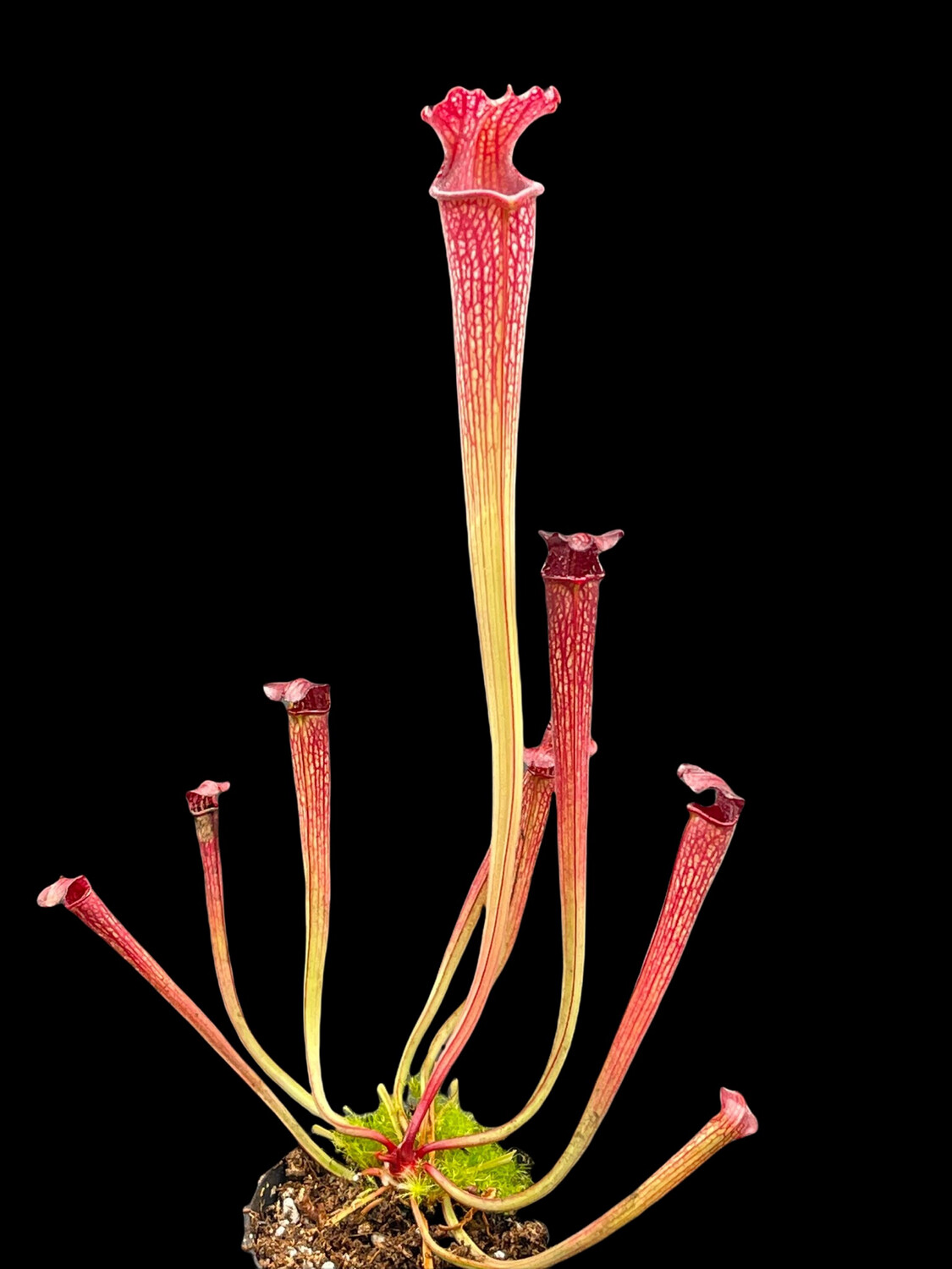 Sarracenia ‘ The Kracken’ x  alata “Black Tube” Amazing Dark Pitchers!