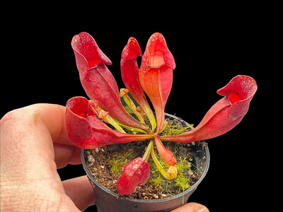 Sarracenia purpurea sub sp. purpurea Lunenburg Co. NS