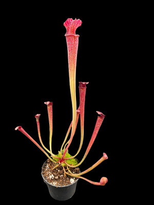 Sarracenia ‘ The Kracken’ x  alata “Black Tube” Amazing Dark Pitchers!