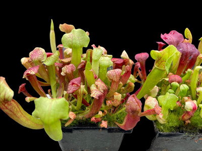 Sarracenia (purpurea venosa montana x flava Red tube) X oreophila 
