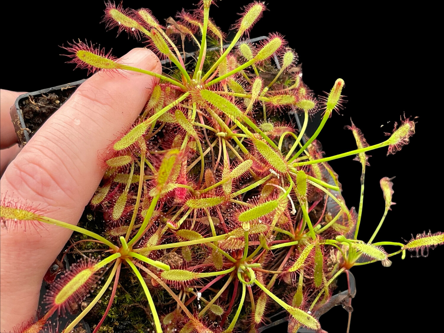 Drosera capensis "Mini" Cape Sundew 