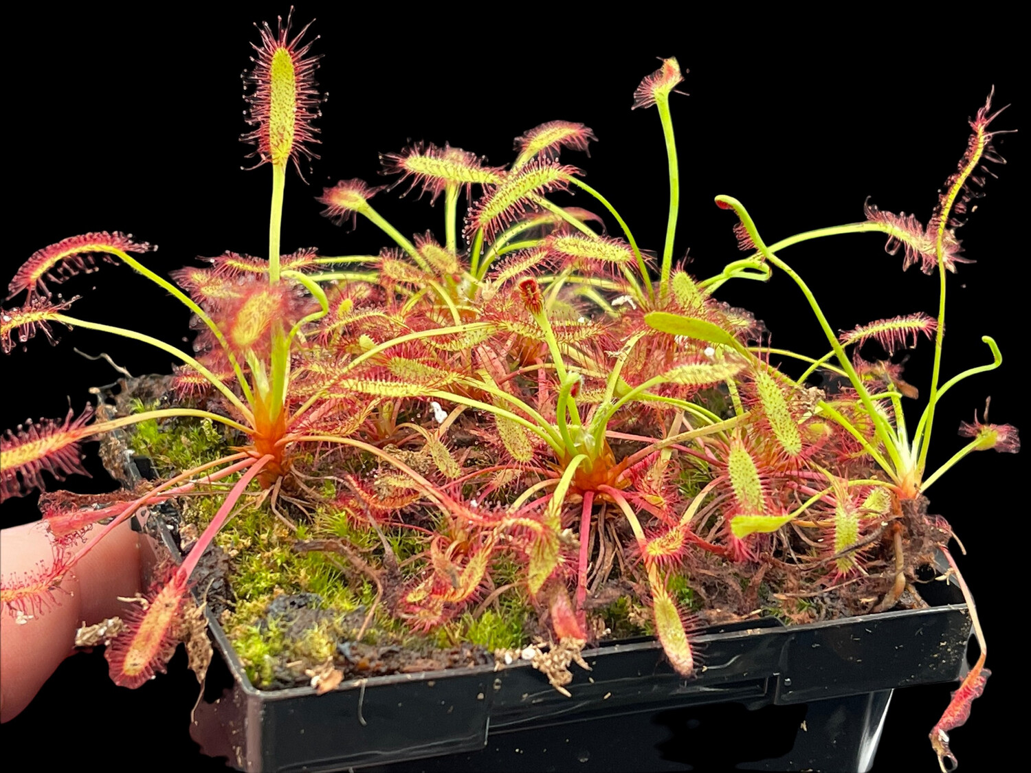 Drosera capensis "Mini Red" Cape Sundew - Very Limited! 