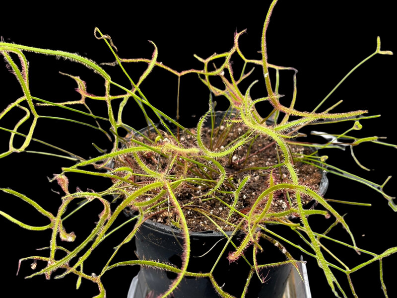 Drosera binata var. dichotoma f. extrema “Giant Plant”  -New!