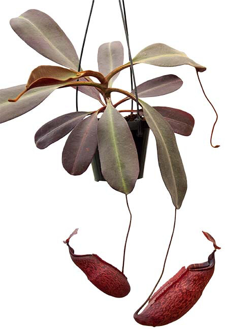 Nepenthes peltata BE -4025 (Large)