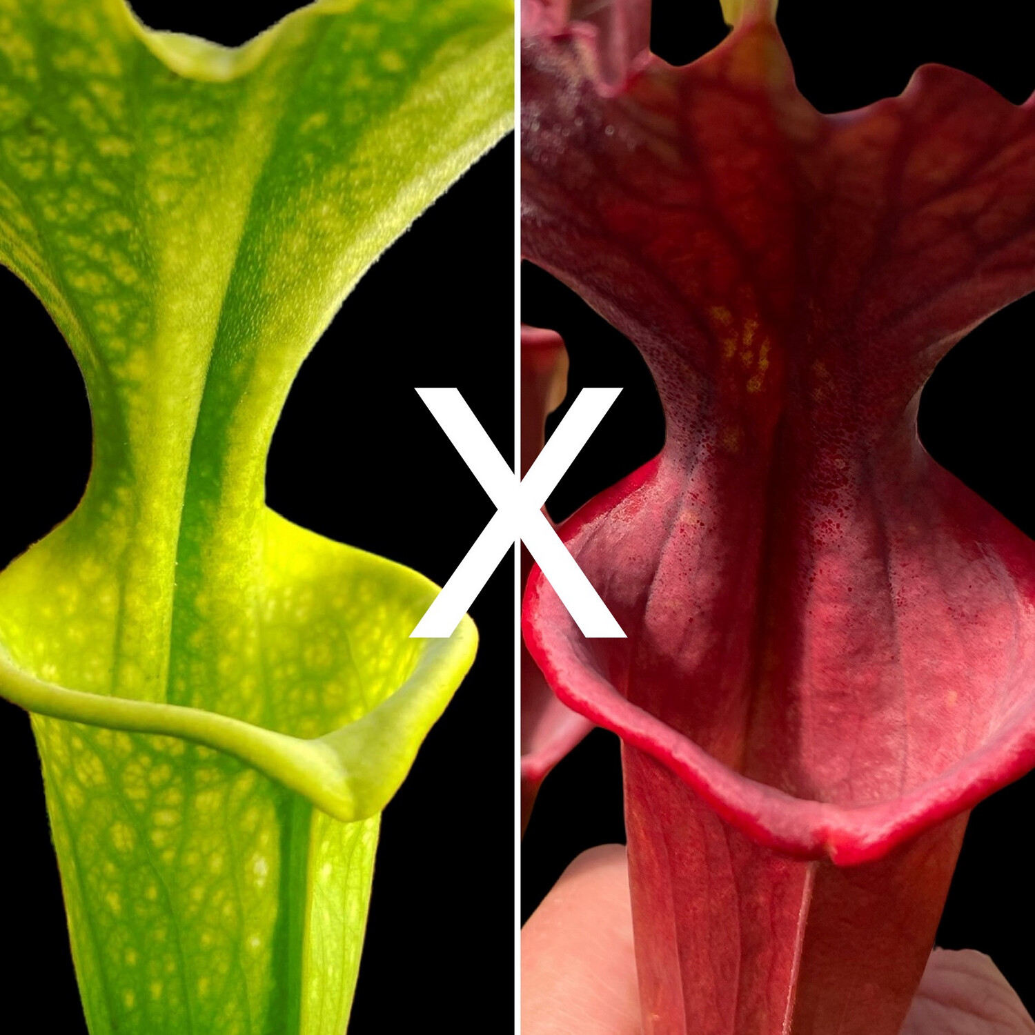 Sarracenia “Red Sumatra” x Moorei “All Green”