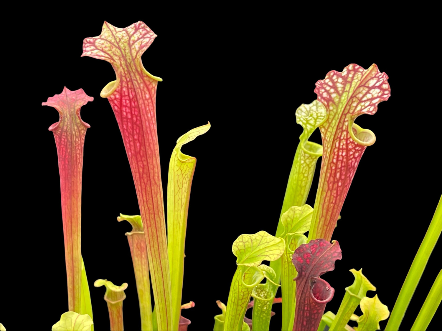Sarracenia “Red Sumatra” x Moorei “All Green”