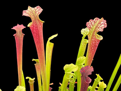 Sarracenia “Red Sumatra” x Moorei “All Green”