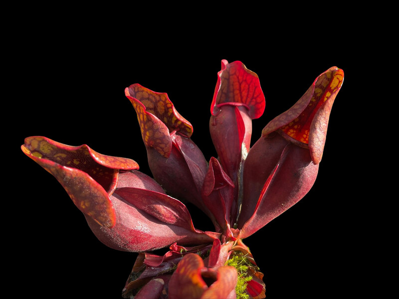 Sarracenia purpurea sub sp. purpurea Monroe Co. Pennsylvania