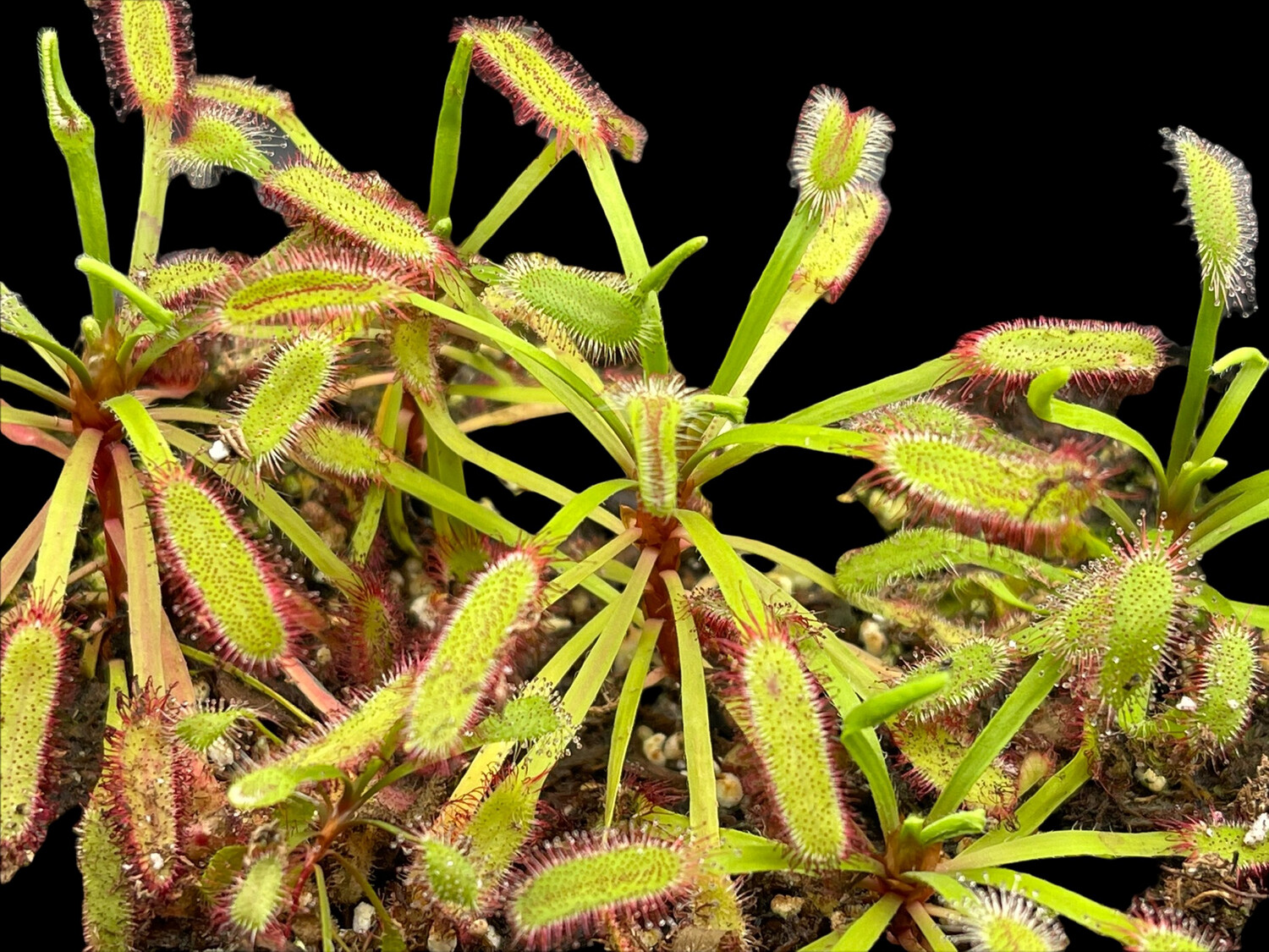 Drosera capensis "Bainskloof" Cape Sundew