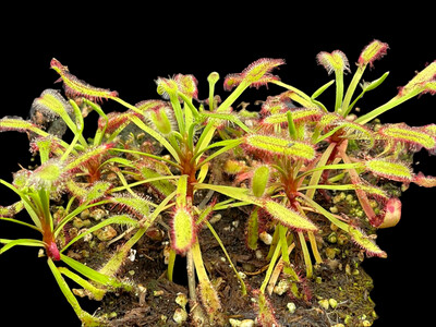 Drosera capensis "Bainskloof" Cape Sundew