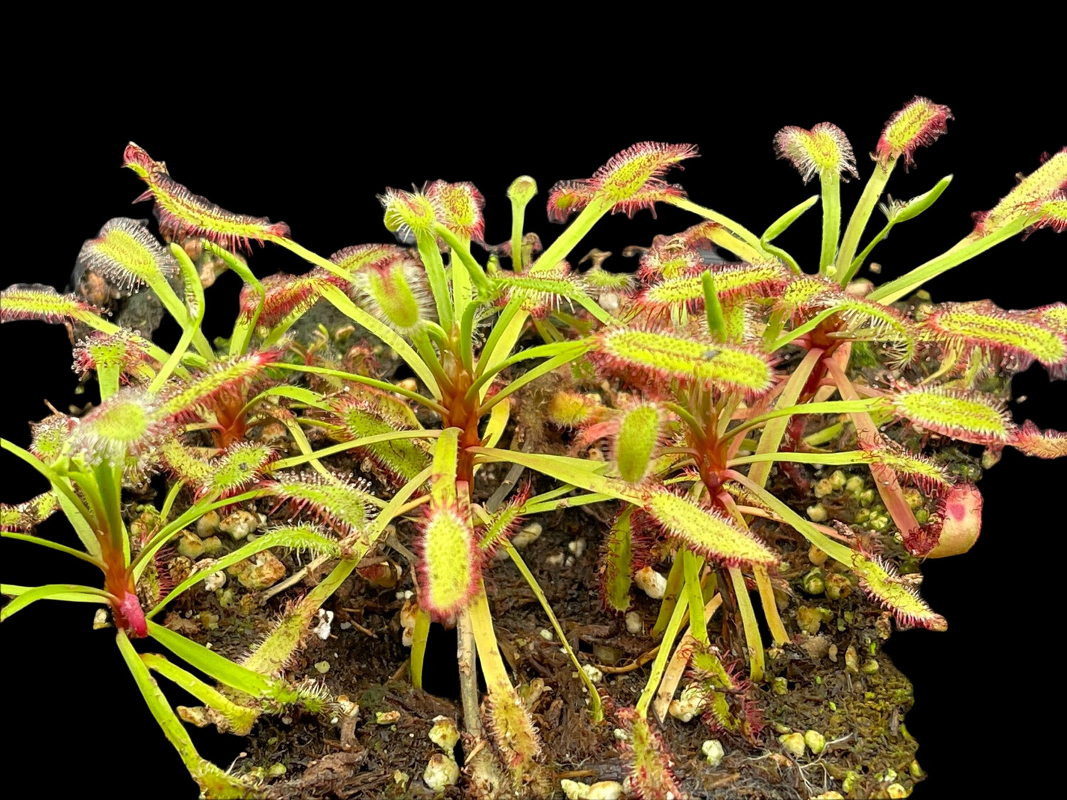 Drosera capensis "Bainskloof" Cape Sundew