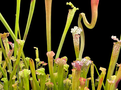 Sarracenia leucophylla Lovers Starter kit (4 Plants!)