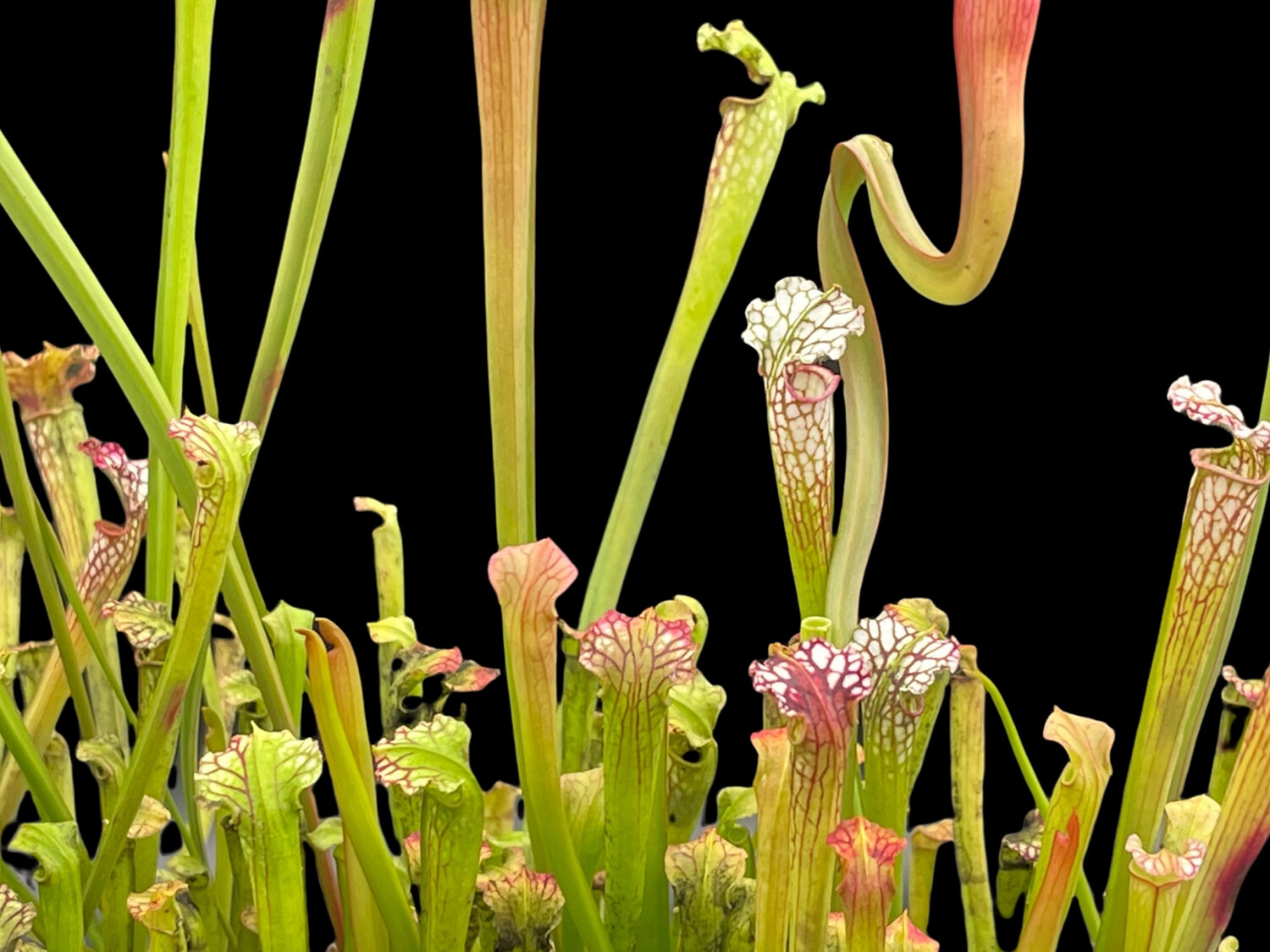 Sarracenia leucophylla Lovers Starter kit (4 Plants!)