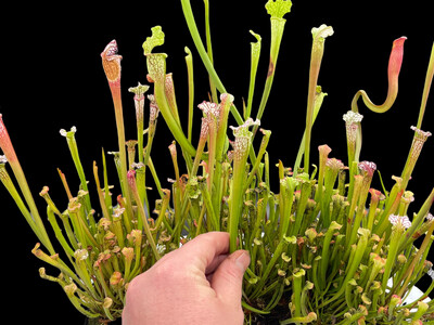 Sarracenia leucophylla Lovers Starter kit (4 Plants!)