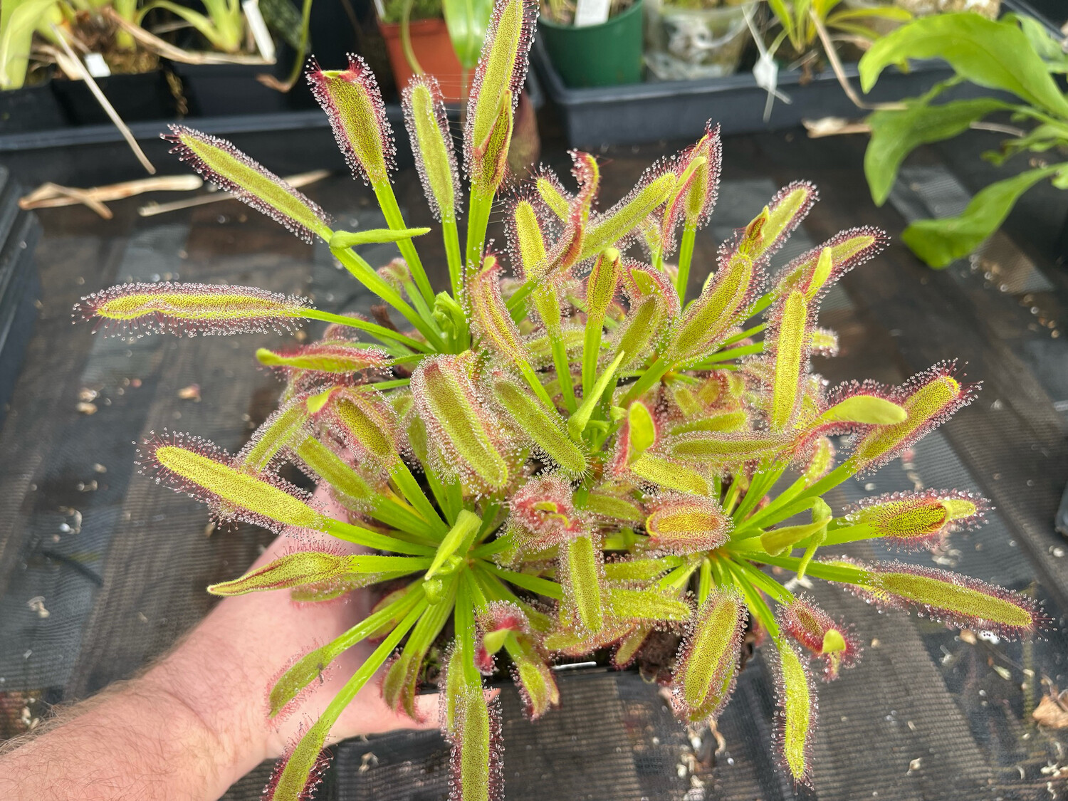 Drosera capensis "Wide-Leaf" Cape Sundew 