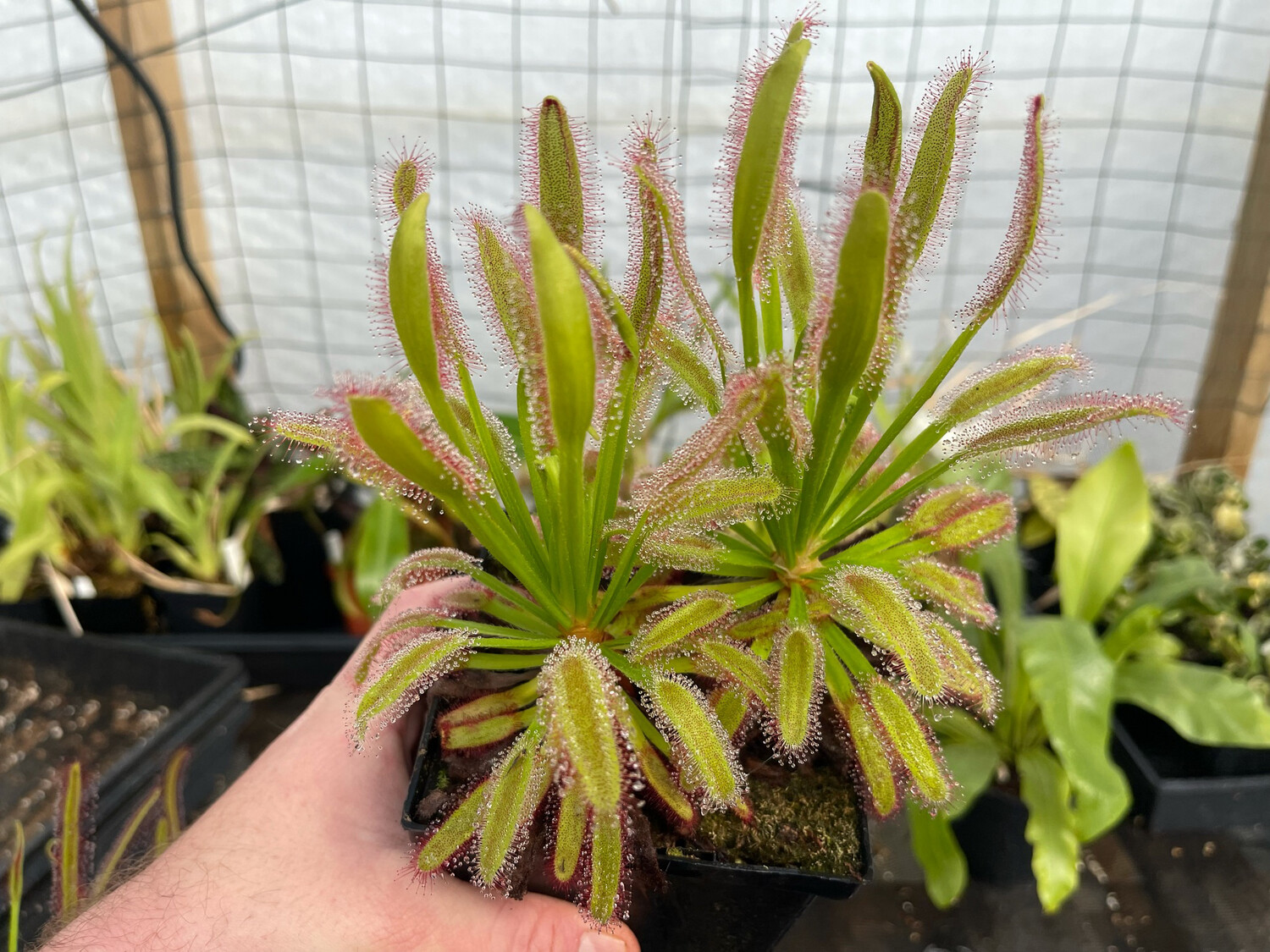 Drosera x Hercules Sundew - Good Sized Plants!