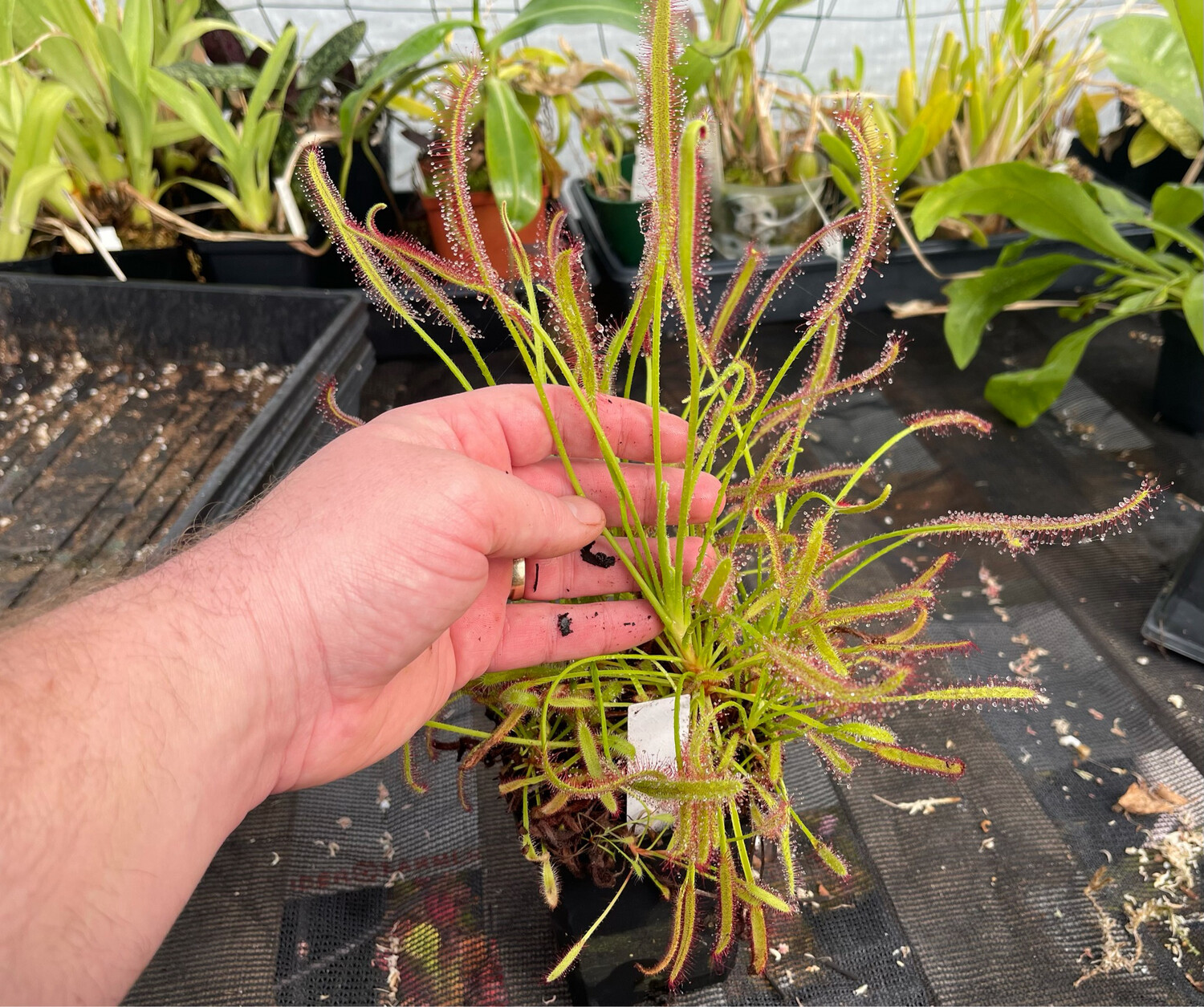Drosera capensis "Hairy" Cape Sundew - Big Plants! Buy one get one 1/2 price!