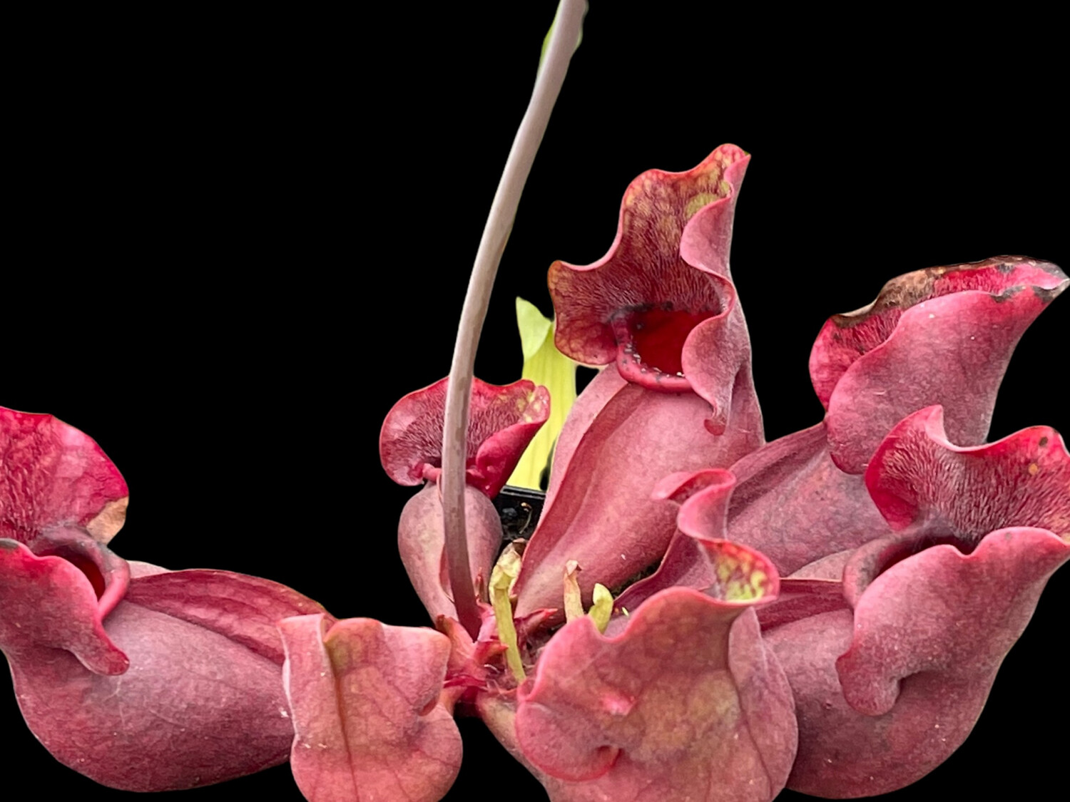 Sarracenia purpurea venosa burkei Aka rosea “Chipola Giant” Chipola Fl. 