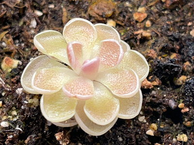 Pinguicula ehlersiae - Ixmiquilpan, Hidalgo, Mex.  (Medium)