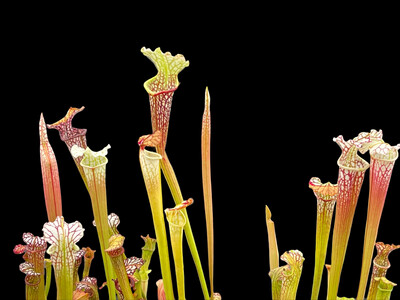 Sarracenia leucophylla L63 Mk X ‘The Kracken’