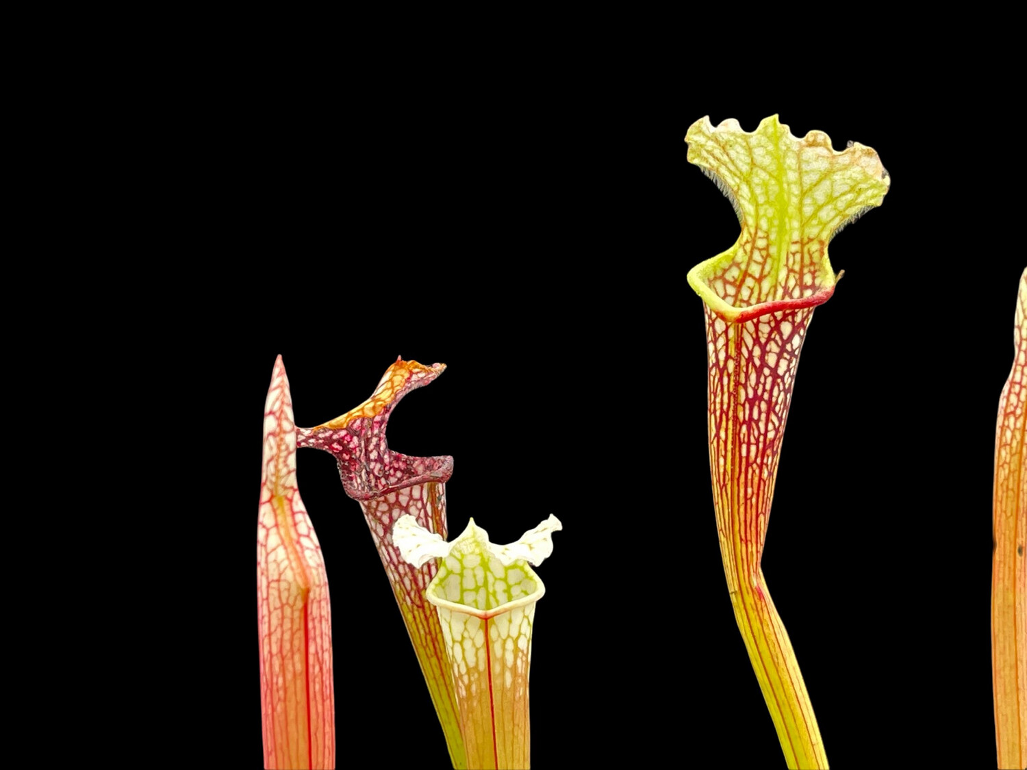 Sarracenia leucophylla L63 Mk X ‘The Kracken’