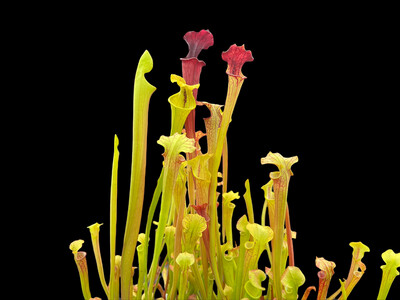 Sarracenia ‘The Kracken’ x  flava ornata  Wilkerson Bog Fl. Stunning yellow And Oranges! 
